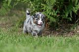 BERGER AUSTRALIEN PUPPIES 811